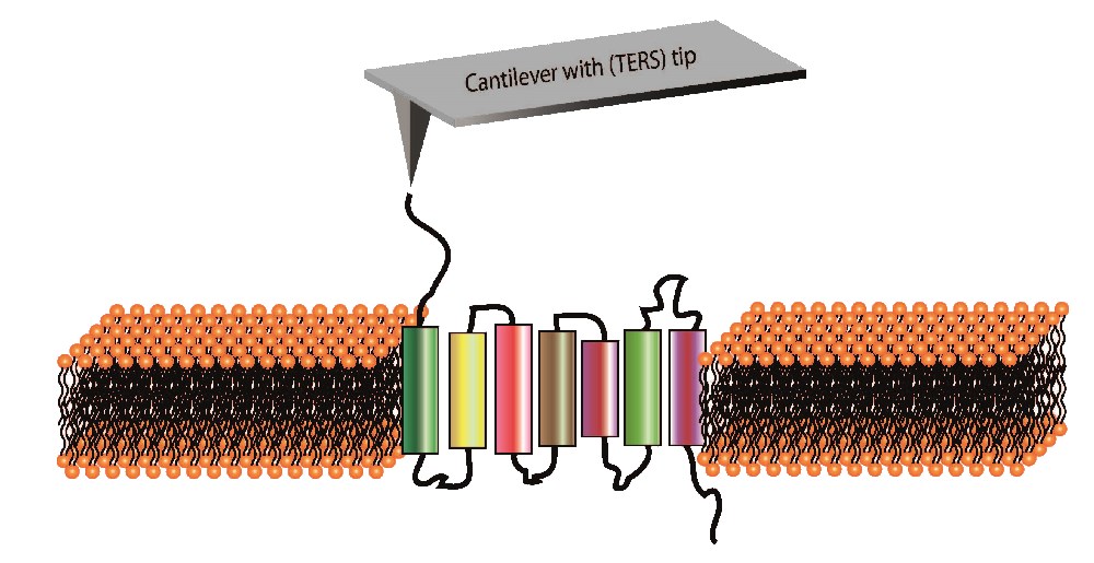 Schematic experiment for protein- lipid interaction